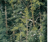 Square swatch fabric from Naturescapes collection in green trees (forest collage trees)