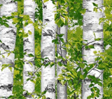 Square swatch fabric from Naturescapes collection in birch trees (white trees and bright green leaves)