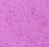 Fairy Frost fabric (frosted/shimmery effect) swatch in shade azalea (medium pink/purple)