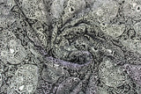 Swirled swatch Skull Linework fabric (black fabric with large busy collaged sugar skull heads and greenery floral drawn style allover in white only)