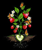 Strawberry Dreamcatcher - 43/44" - 100% cotton
