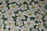Holiday Bloom - 45'' - 100% cotton